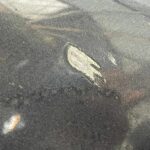 Maska Ford Fiesta 1537446 2009-2012 6DYE